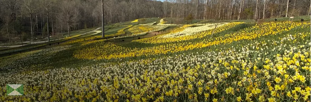 지난주 금요일에 개장한 깁스 가든, 2,000만 송이에 달하는 수선화가 이루는 장관을 즐길 수 있다.<사진=깁스 가든 웹사이트>