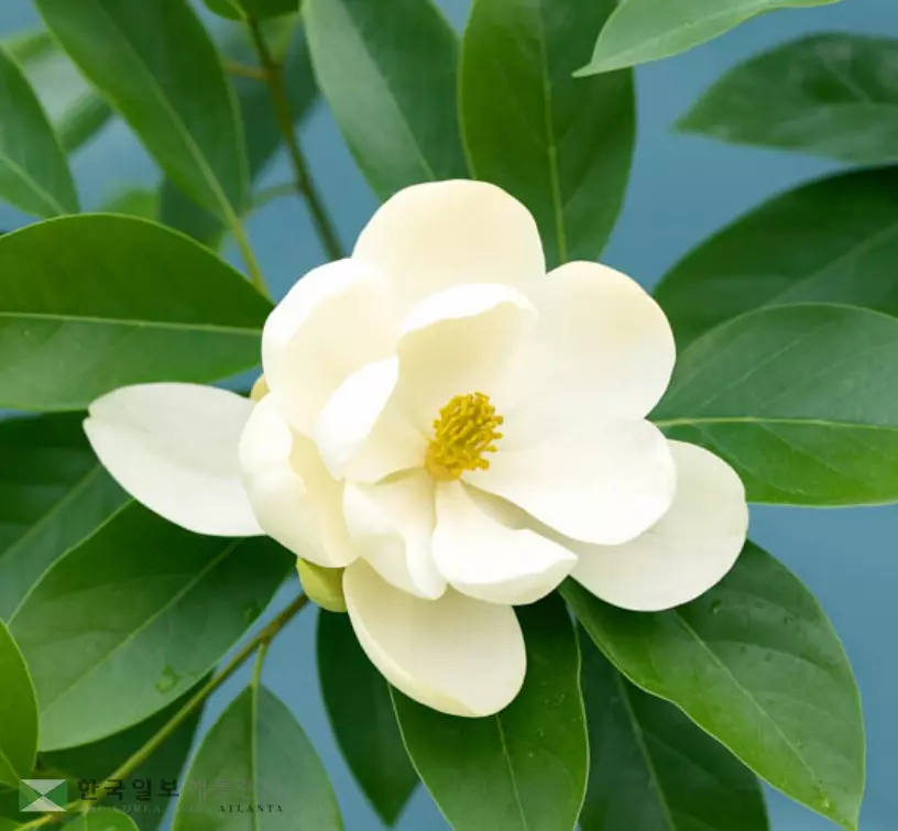 조지아 상징꽃으로 추진 중인 스윗베이 목련.