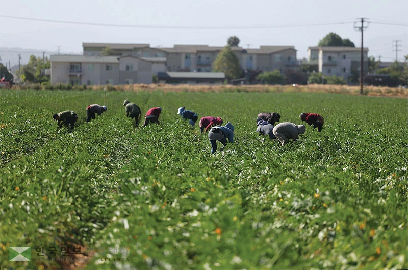  캘리포니아의 농장에서 이민 노동자들이 작업하고 있는 모습. [로이터]