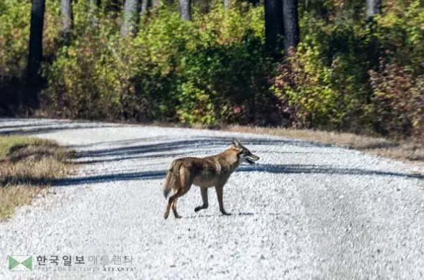 코요테가 출산기(3월 중순~4월 중순)를 맞아 주거지 인근 지역에서도 서식지를 마련하는 경우가 많아 주민들의 주의가 요구된다.<사진=UGA제공>