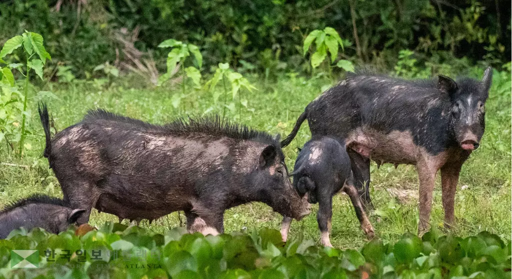 앞으로는 별도의 면허나 허가 없이 멧돼지를 포획 사살할 수 있게된다.<사진=11얼라이브 뉴스>