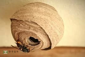 노랑다리말벌 집