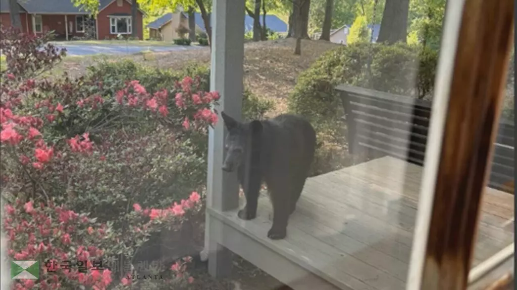 마리에타 주탁 현관에 나타난 흑곰. <사진=WSB TV 화면 캡처>