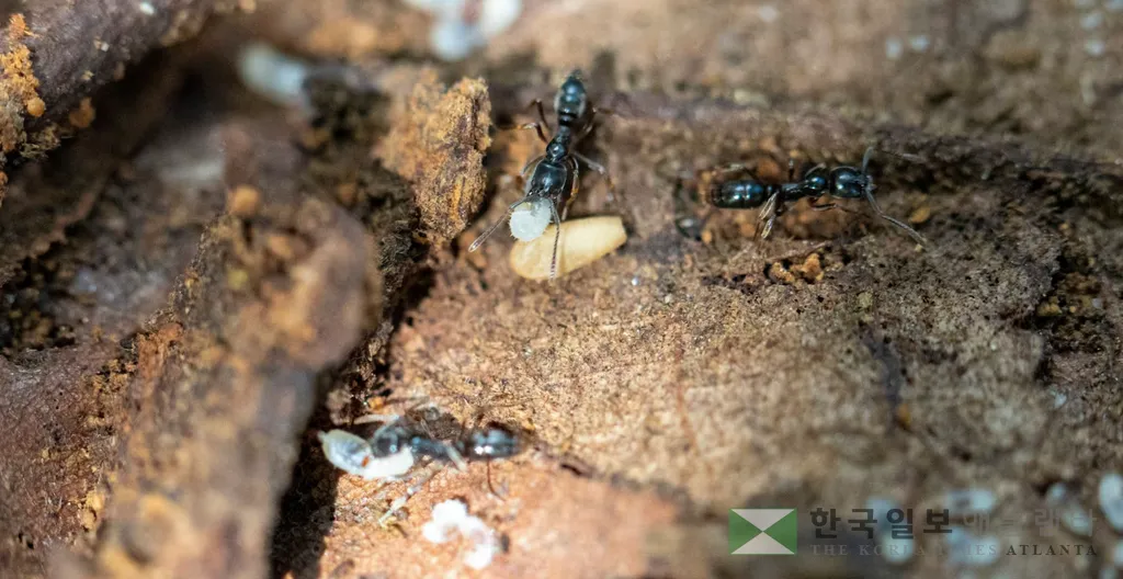독성을 지닌 아시안 침 개미<UGA>