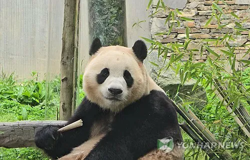 자이언트 판다 푸바오[연합뉴스 자료사진. 재판매 및 DB금지]