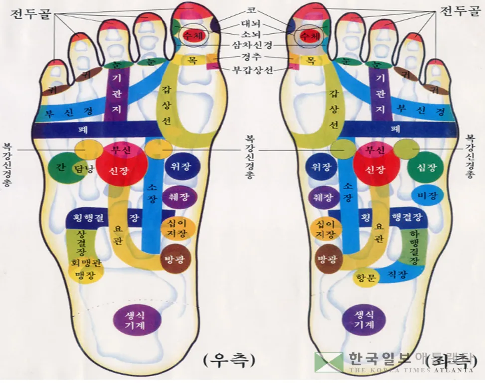 [ 전문가 칼럼 – 강지연의 100세 시대 ] 장수와 발 반사 건강법 2
