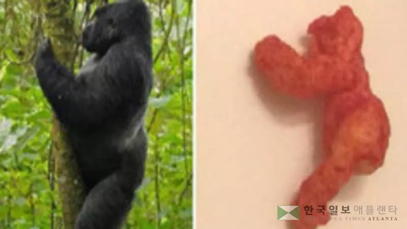 <사진> 고릴라 닮은 과자 한 조각이 10만 달러