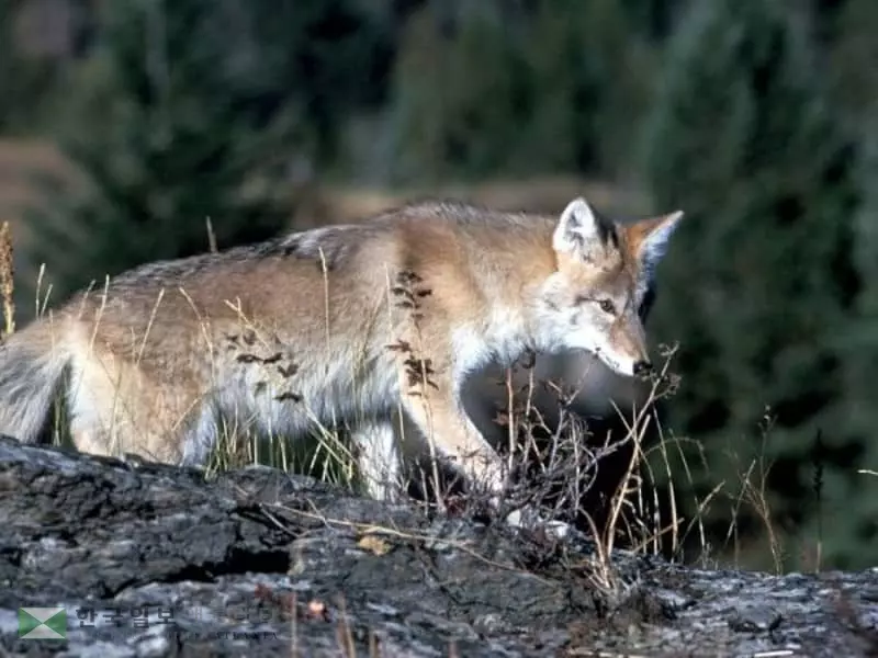 조지아, 코요테 사냥 놓고 논란