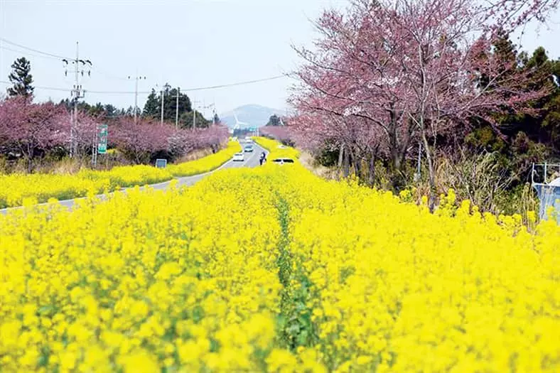 벚꽃ㆍ유채ㆍ진달래…  4월엔 꽃길만 걷자