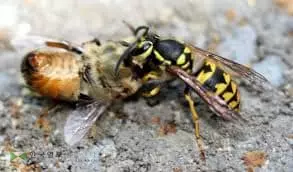 '벌'이 날기 시작했다...말벌은 '주의대상 1호'