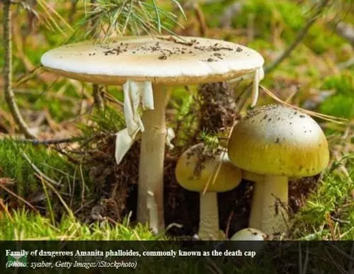 야생 '죽음의 모자' 독버섯 주의보