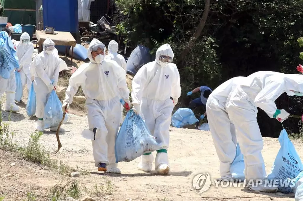 <사진>한국은 지금 '닭 비상사태'