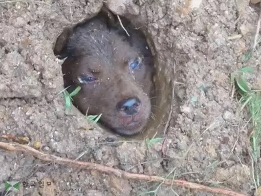 누가 이렇게 잔인한 짓을....산 채로 매장