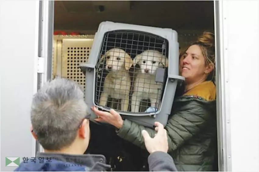 <특별기획 -한국서 입양견 러시>'강아지 공장’서 버려진 애완견 미국으로