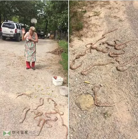 <사진> 독사 11마리 때려 잡은 70대 할머니