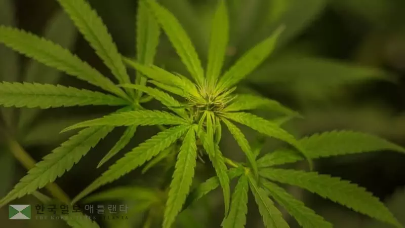 벌금 줄이고 실형 면제 소량 대마초 소지 처벌 크게 낮춘다