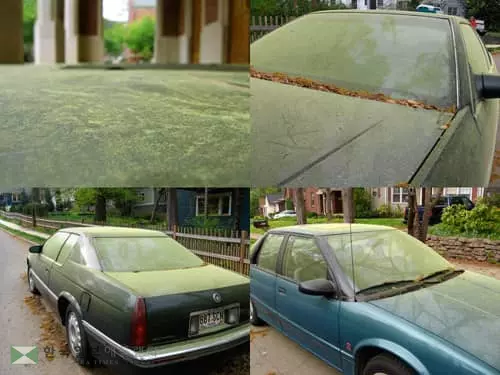 봄의 불청객 '꽃가루' 극성