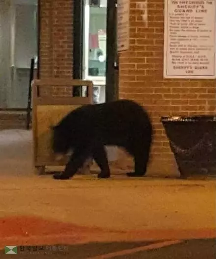 한밤 중 교도소 앞에 곰이 '어슬렁'