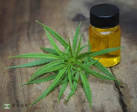 '대마초 프리' 조지아 붕괴?