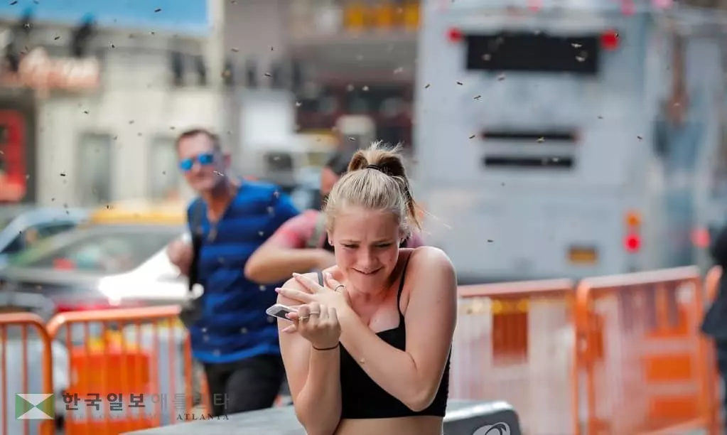 벌떼, 맨하탄 타임스케어 습격