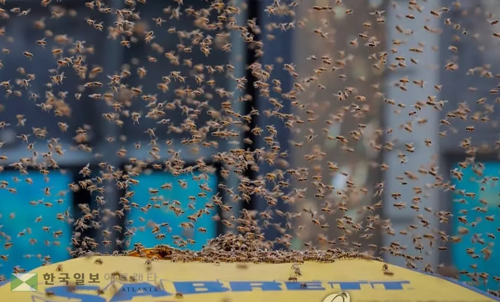 벌떼, 맨하탄 타임스케어 습격