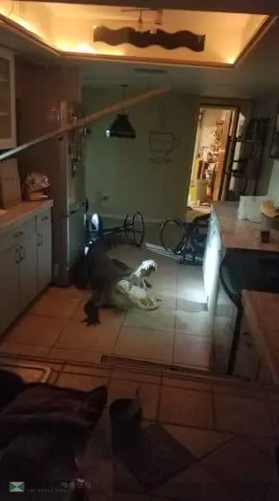 한밤 부엌에 갔더니 악어가 ‘입을 쩍’