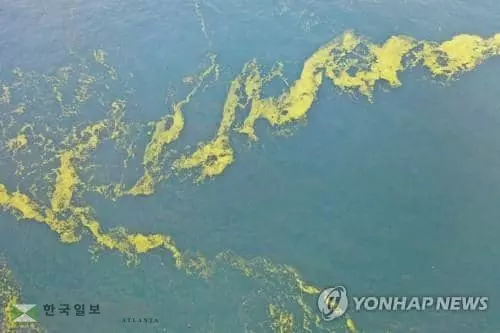 미시시피 모든 해변 폐쇄...독성조류 출현