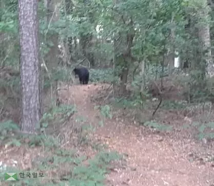 둘루스 한인타운 한복판서 곰 출몰
