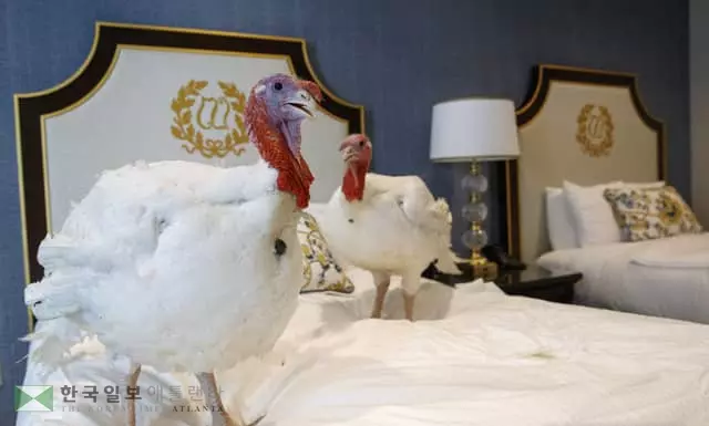 호텔 스위트룸에서 휴식취하는 칠면조 한쌍