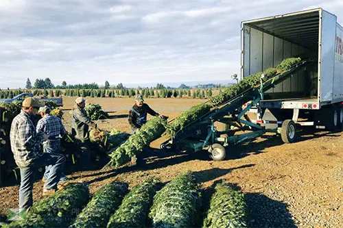 팔리지 않은 X-마스 트리는 어떻게?”