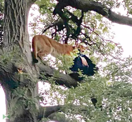 산사자, 3세 아기 공격