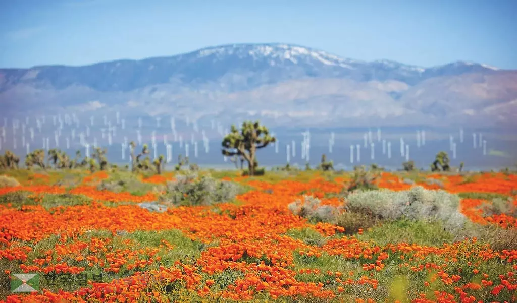 폐쇄된 주립공원… 파피꽃은 만개