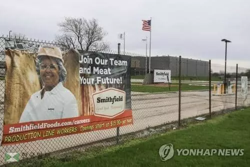 돼지 대량살처분 위기…가공공장 코로나19 폐쇄에 판로 막혀