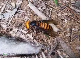 “아시아 킬러말벌 미국 상륙에 긴장”…알고보니 장수말벌