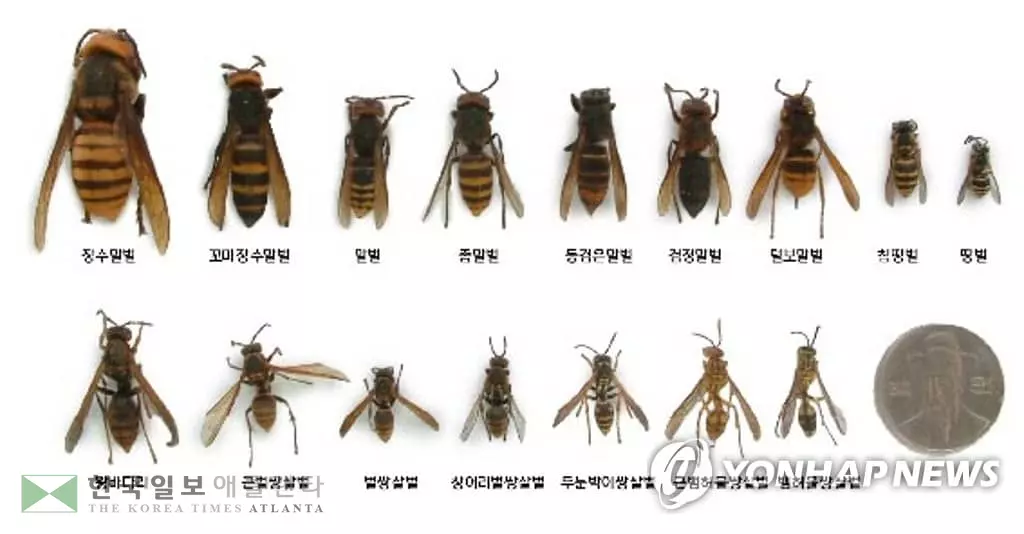 “아시아 킬러말벌 미국 상륙에 긴장”…알고보니 장수말벌
