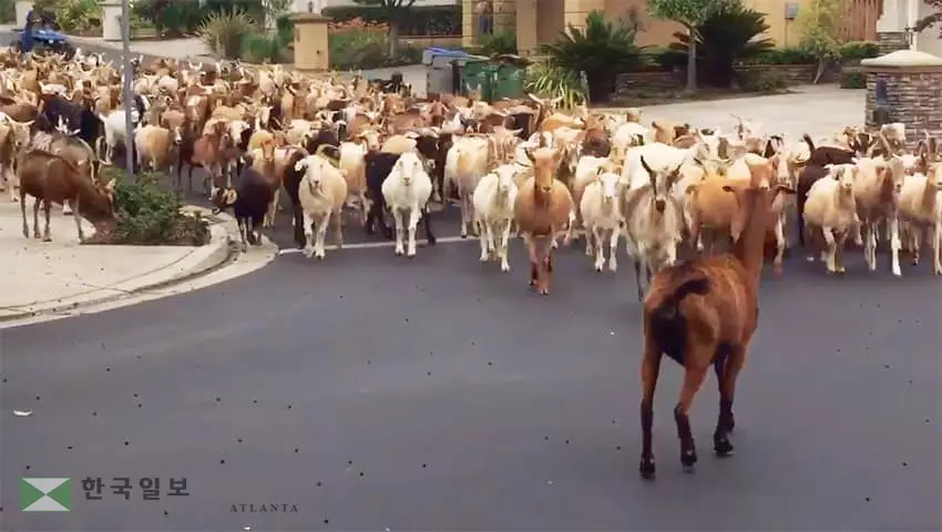 염소 200여 마리,  봉쇄령 농장 탈출?