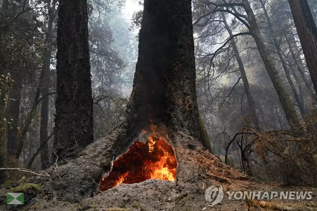 수령 2,000년 삼나무 숲, 화마 속 살아남았다