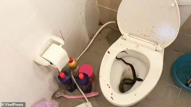 태국 남성 화장실 변기 앉았다 뱀에 그곳 물려