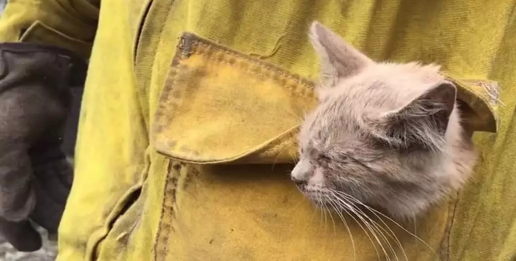 구조대 찾아온 고양이…캘리포니아 산불에 동물도 대피행렬