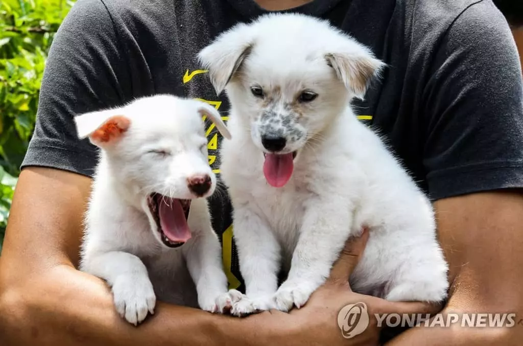 '세계 광견병의 날' 맞아 백신 접종 기다리는 강아지들