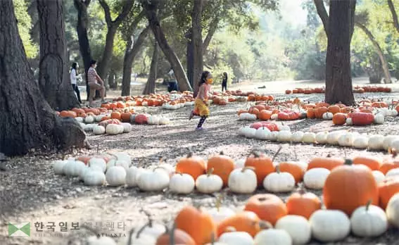 핼로윈 3주 앞… 코로나 속 동심 위로
