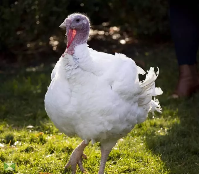 코로나가 미국 추수감사절 식탁도 바꾼다…칠면조 농장 비상