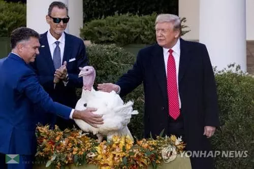 코로나 걱정되는 추수감사절, 백악관 칠면조 사면식은 그대로