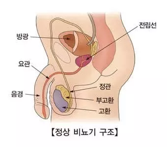 "아스피린, 방광암·유방암 생존율↑"