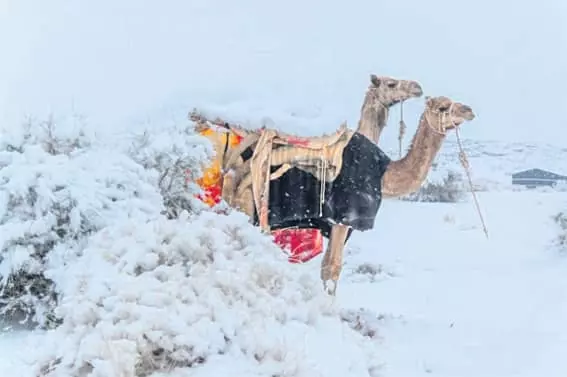 사하라 사막·사우디에 눈이 왔다고?
