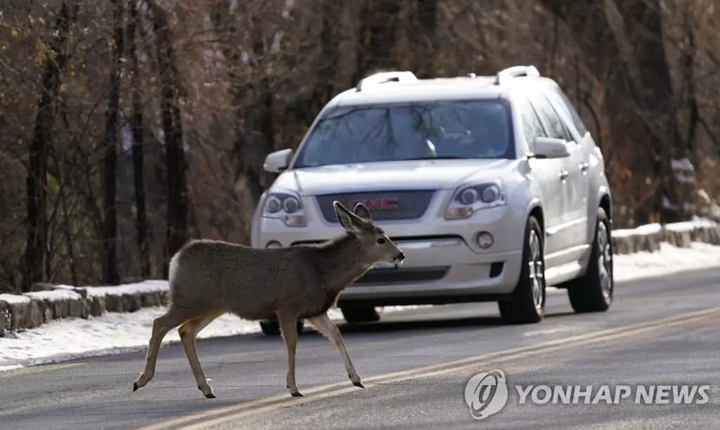 출근길 사슴 친 남성의 '전화위복'…저녁에 200만달러 복권 당첨