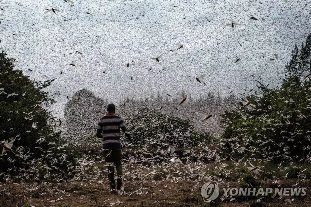 이상 고온으로 아프리카에 창궐하는 메뚜기떼