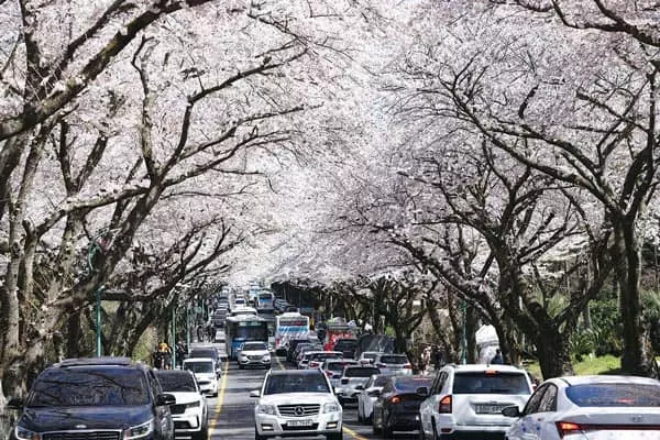 ‘봄의 전령’… 제주에 벚꽃 만개