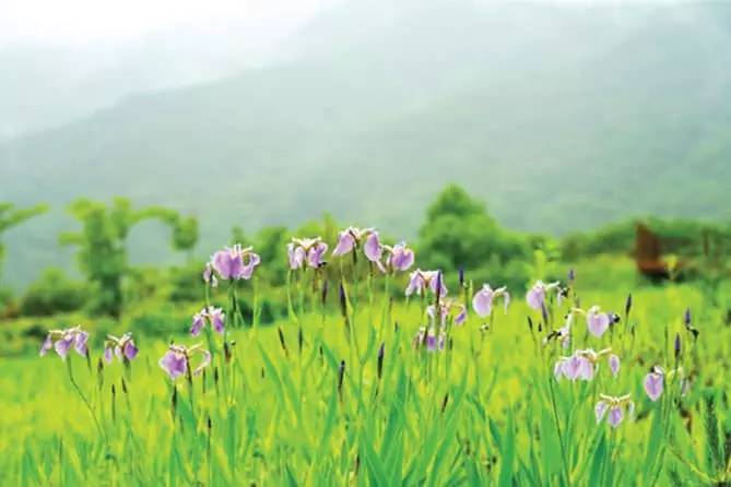 군인 발길 뜸해진‘청춘’고을에 오색 들꽃 만발