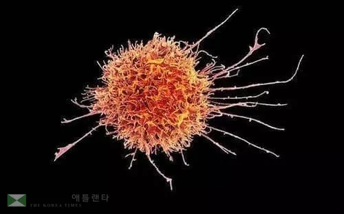 모든 암의 공유 단백질 발견